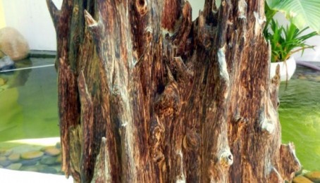 About Agarwood